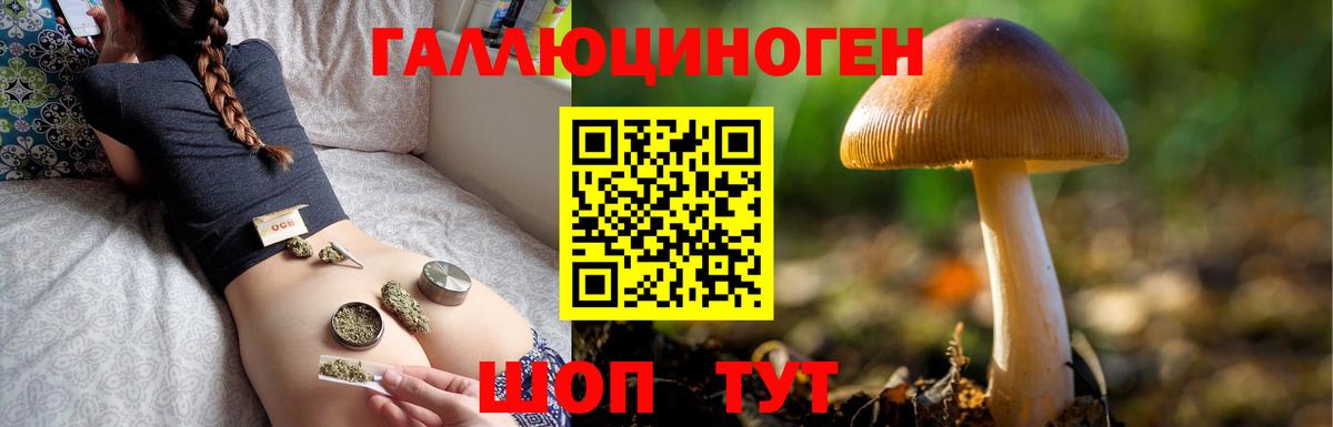 Псилоцибиновые грибы Psilocybine cubensis Менделеевск